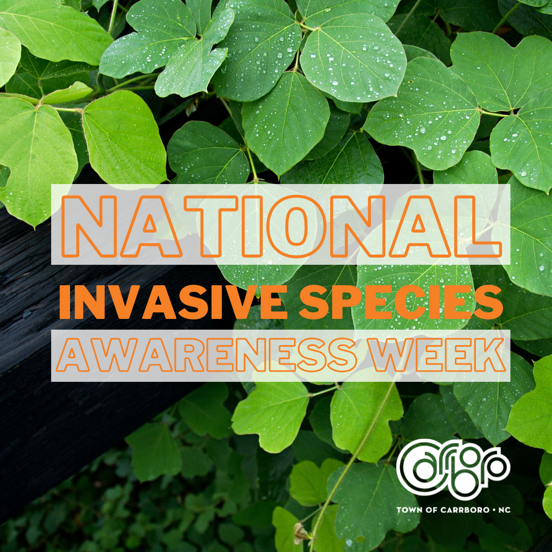 Invasive Species Week Graphic 2023