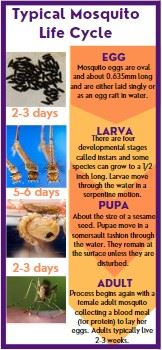 mosquito lifecycle graphic: Egg to Larva to Pupa to Adult