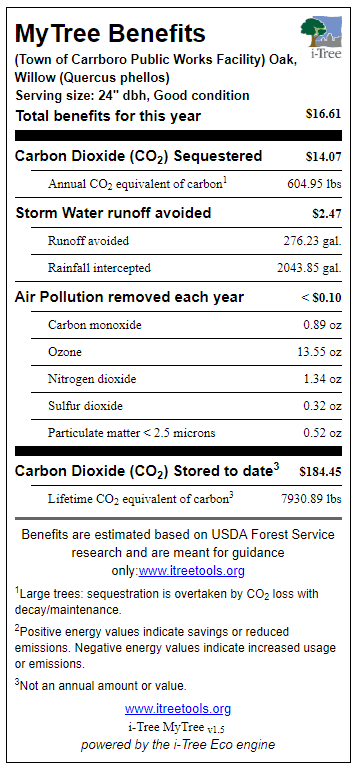 Public Works Willow Oak